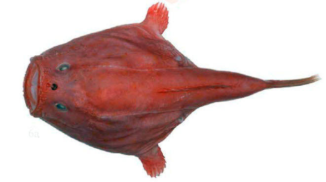 Chaunax suttkusi_06.jpg